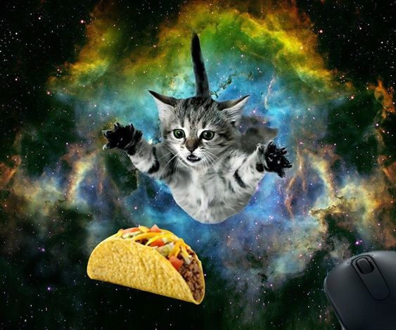 Create meme: space seals, a cat in space, space cats