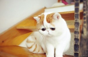 Создать мем: грустные глаза, cat, exotic shorthair
