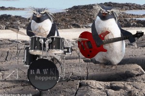 Create meme: animals cute, penguin