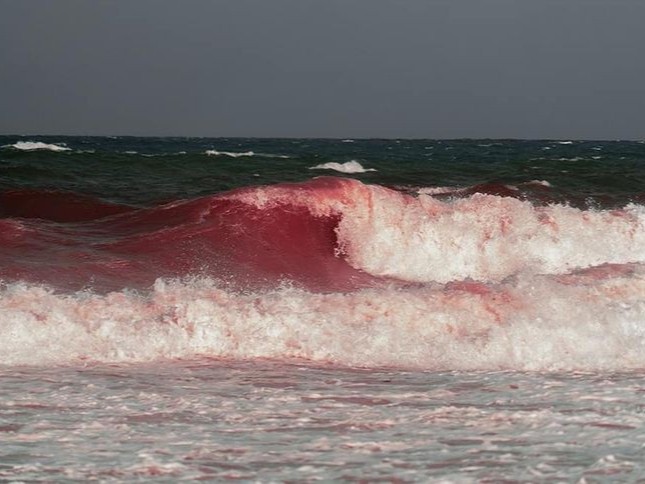 Создать мем: красный прилив, волны на море, море красного цвета