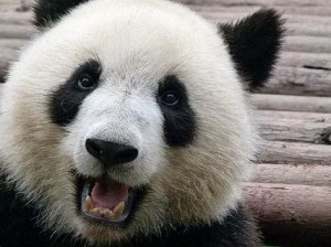 Создать мем: панда животное, панда лицо, панда улыбается