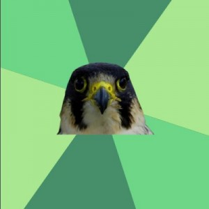 Create meme: birds, beak, Glee Fandom Falcon