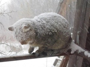 Create meme: the Pallas cat in winter, cat in winter, frozen cat