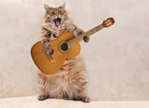 Создать мем: лохматые коты, кот играет на гитаре, котик с гитарой