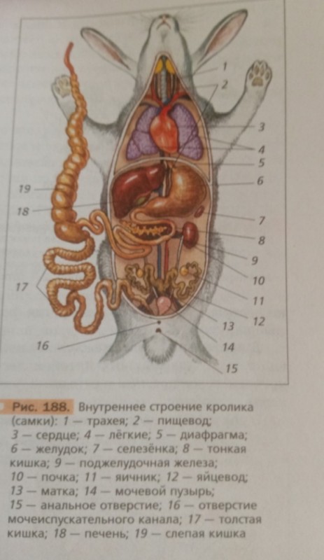 Создать мем: внутреннее строение кролика, внутреннее строение млекопитающих кролик, внутреннее строение кролика рис 188