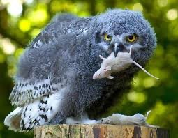 Create meme: the chick of the polar owl, Hawk owl chick, owl 