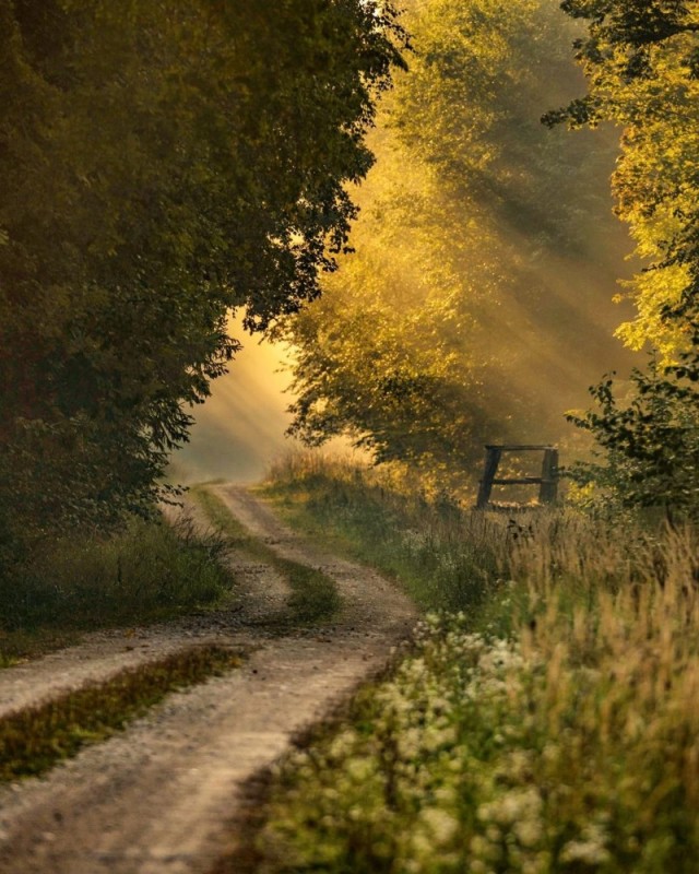 Create meme: landscape , beautiful light landscape, It's a foggy morning on the road