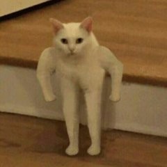 Create meme: cat, meme white cat on two legs, the Jock cat meme original