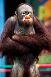 Create meme: monkey, orangutan, orangutan