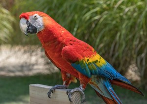 Создать мем: ара попугай ручной, африканский попугай ара, попугай ара рубиновый