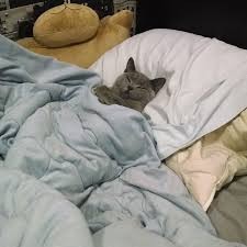 Create meme: cat under a blanket, cat in bed, cat 