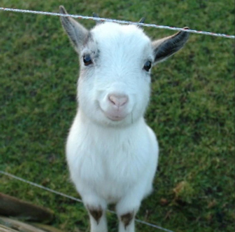 Create meme: goat goat kid, goat, mini goat white