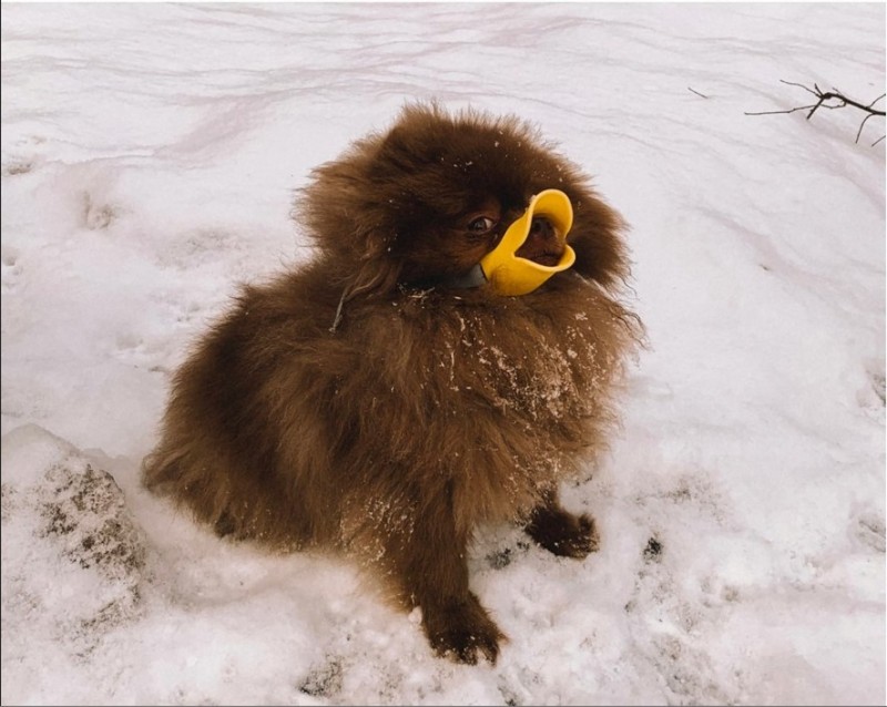 Create meme: breed Spitz, muzzle for a pomeranian, Pomeranian 