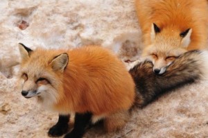 Создать мем: cuty fox, сучка моя покажи как размножается лиса, лиса размножение