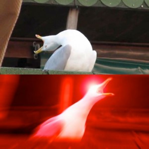 Create meme: Seagull meme, laughing gull, create meme