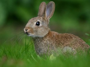 Create meme: wild animals, the hunting of the hare, rabbit