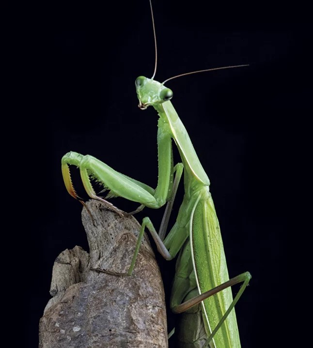 Create meme: The mantis is an ordinary female, mantis , common mantis