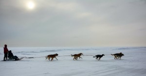 Create meme: huskies in harness leader, photo sleds for sledding, sled dog race