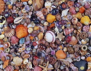 Create meme: sea shell, seashell, shell toggle