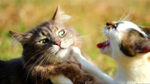 Create meme: screaming cats photo, cats fighting pictures, cat fight