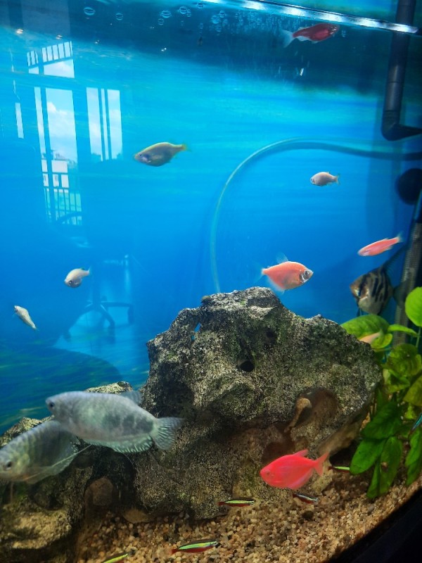 Create meme: aquarium , aquarium with a pair of aquariums, marine aquarium