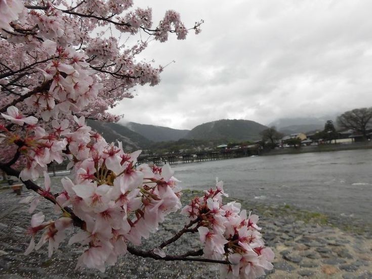 Create meme: nature aesthetics, cherry blossom, cherry blossoms