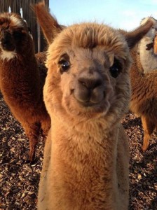 Create meme: animals, Alpaca, alpaka