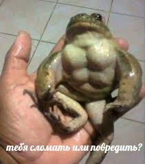 Create meme: hold the toad, memes with toads and frogs, inflated frog