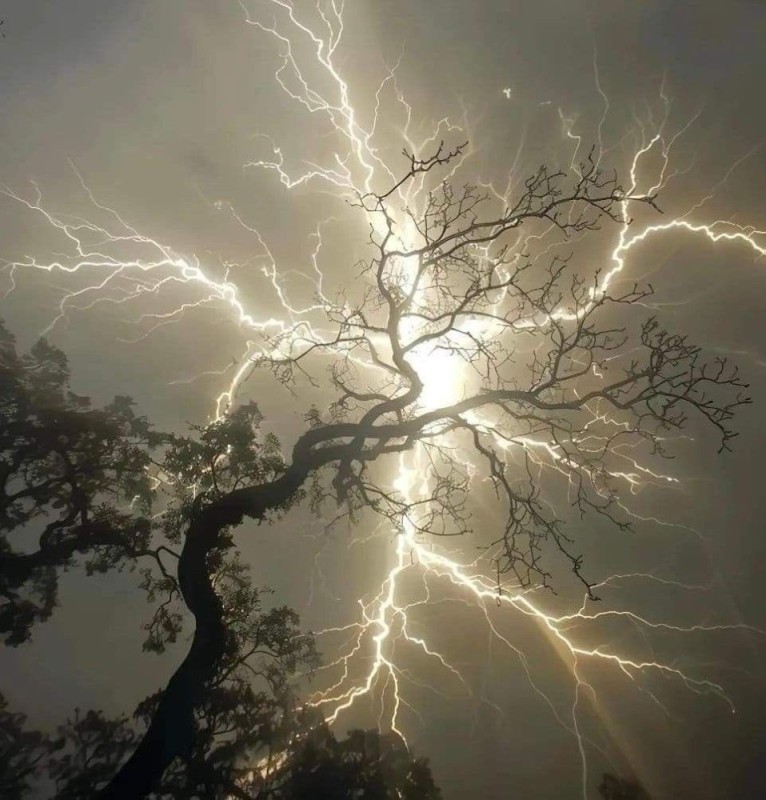 Create meme: Lightning hits a tree, Lightning strikes a tree, Lightning struck a tree