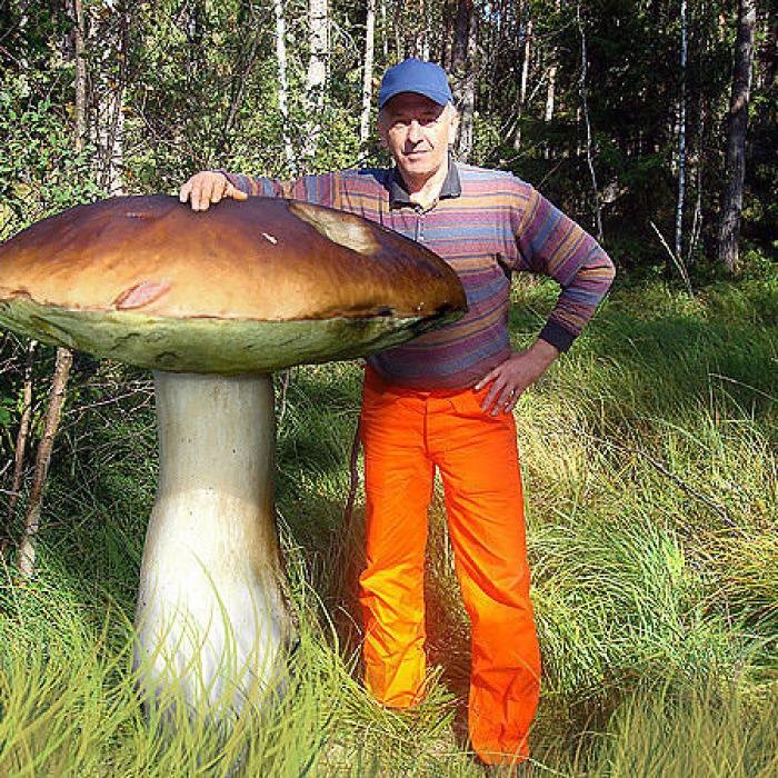 Create meme: large white mushroom, giant mushrooms, the biggest porcini mushrooms