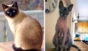 Создать мем: порода тайская кошка, сиамский кот, сиамская кошка чистокровная