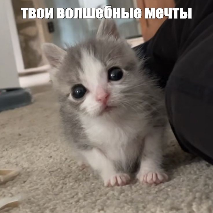 Создать мем: милые котята, мявка кошка, милые котики