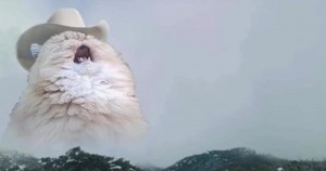 Создать мем: мемы животные, кричащий кот, кот в шляпе мем