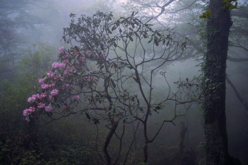 Create meme: A blooming garden in the fog, nature aesthetics, nature 