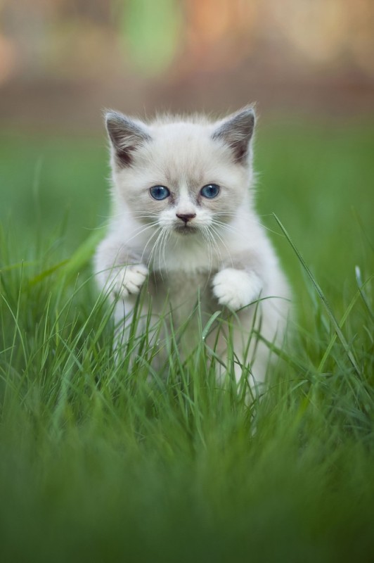 Create meme: small seals, white kitten , beautiful kittens 