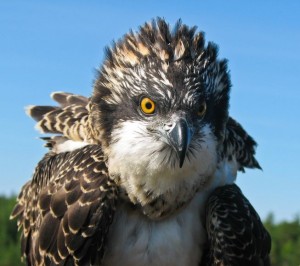 Create meme: bird of the year osprey, osprey head, osprey photo birds