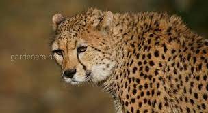 Create meme: Cheetah , wild cheetah, cheetah animals