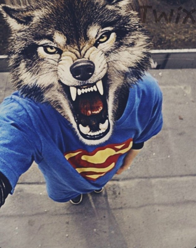 Create meme: people , The wolf in the Superman T-shirt, Danya the wolf