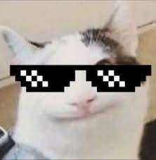 Create meme: cats , cat , meme cat 