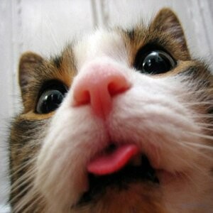 Create meme: cute cats funny, cat with tongue hanging out, cat with tongue hanging out