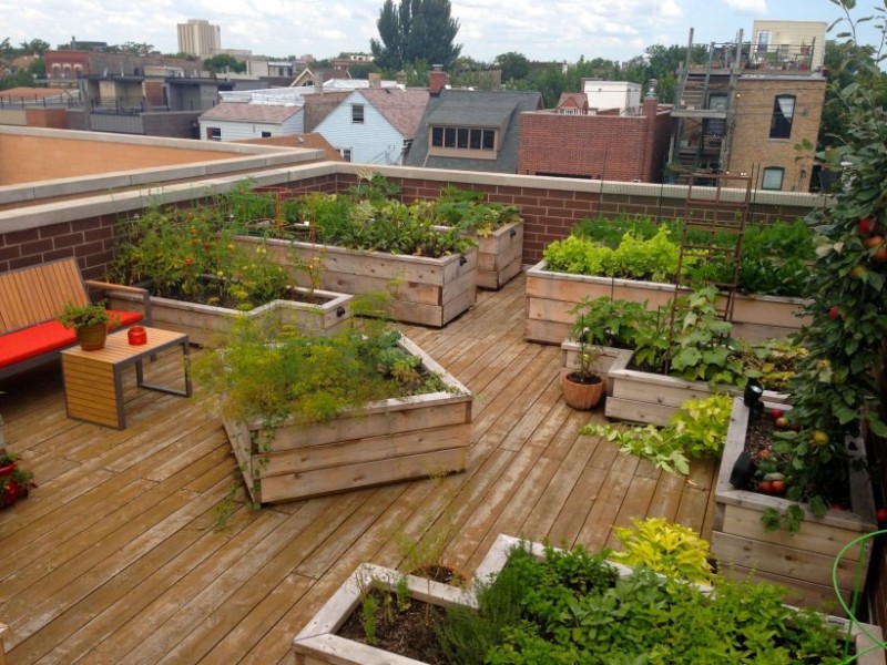 Create meme: operated flat roof green roof, a vegetable garden on the roof, landscaping of the roof terrace