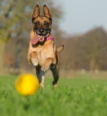 Create meme: the malinois breed, German Shepherd malinois, malinois shepherd