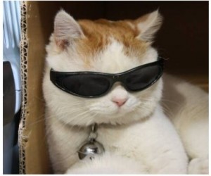 Create meme: cat with sunglasses meme, cat with black glasses