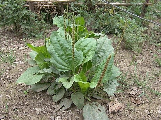 Create meme: plantain large, meadow plantain, plantain is a medicinal plant