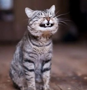 Create meme: cat , smiling cat , smiling cat 