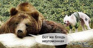 Создать мем: мем медведь, медведь, факты о медведях
