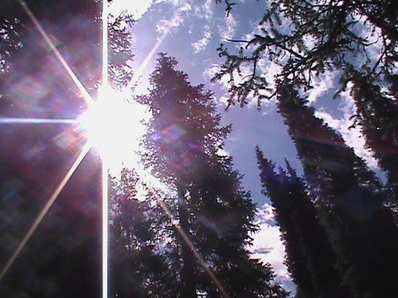 Create meme: landscape , the sun between the trees, rays of the sun