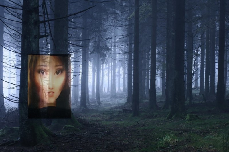 Create meme: The mystery of the night forest, The secret of the forest, the mystical forest