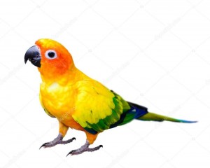 Create meme: green cheek conure parrot, sun conure pictures, photo of Sunny the parrot on a white background