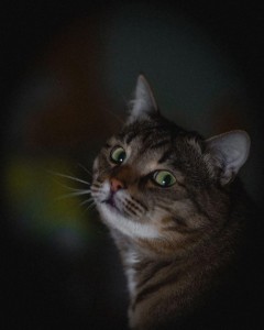 Create meme: grey tabby cat, tabby cat, the surprised cat